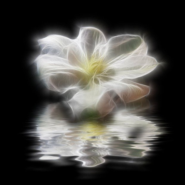 Fantasy_Flower_Stock_display_White.jpg