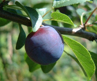 damson.jpg
